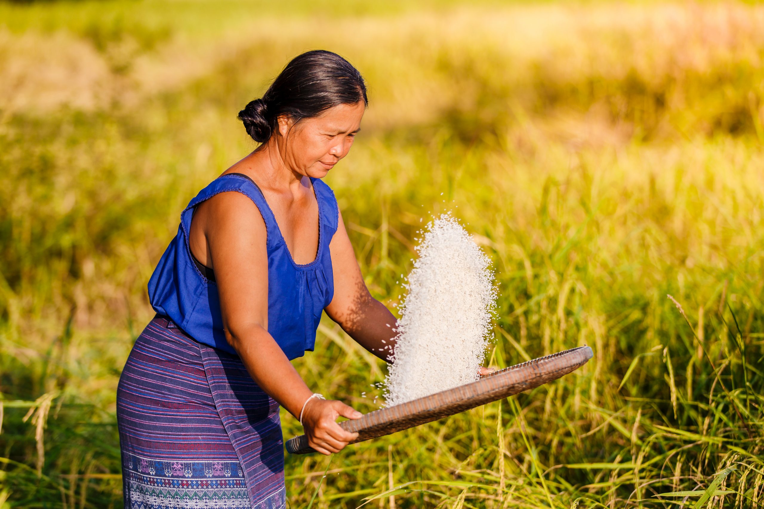 Farmer asian woman threshed rice to remove chaff, sifts rice at the rice field at countryside in Thailand