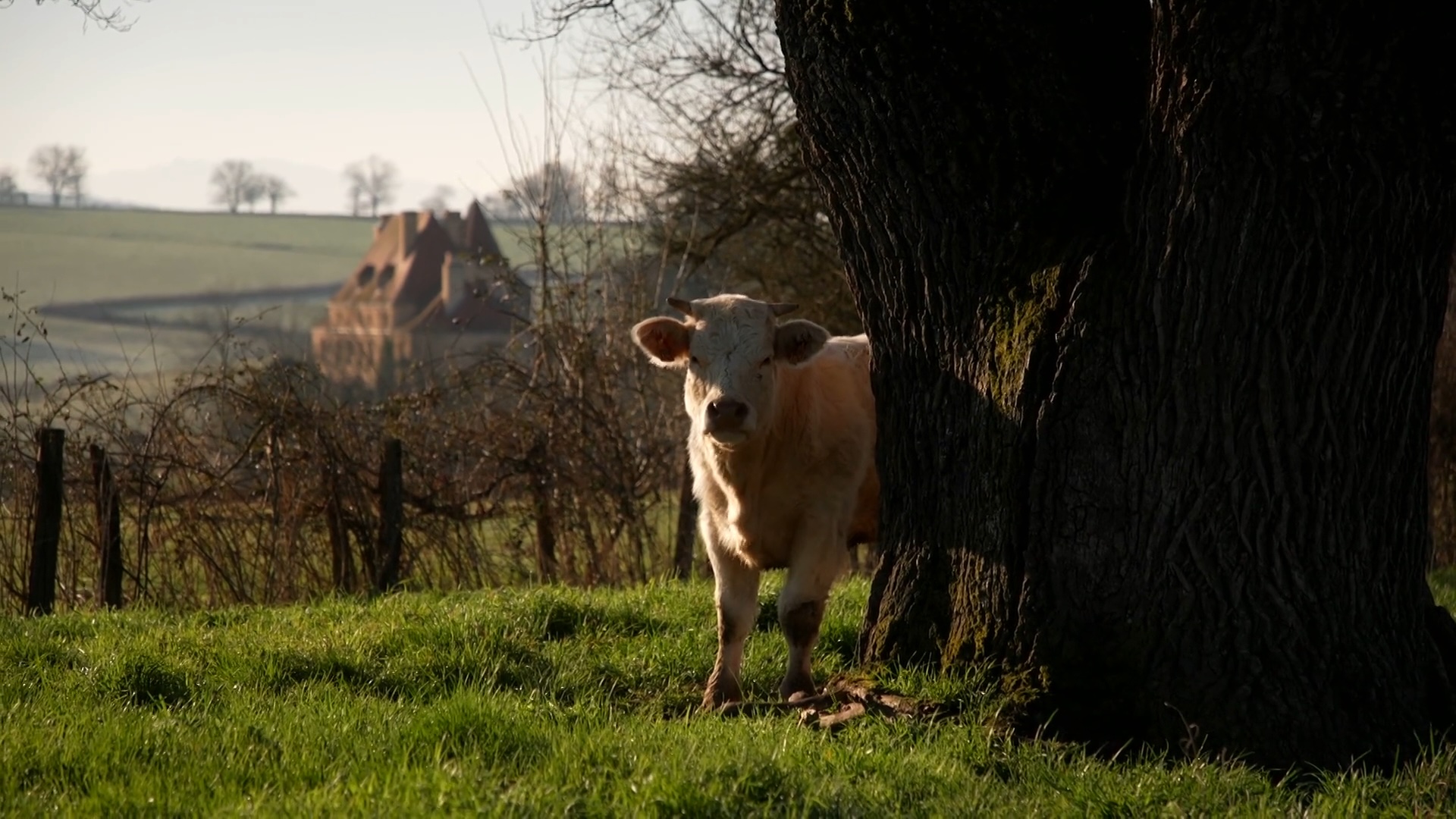 Charolles, un village au sommet de la gastronomie